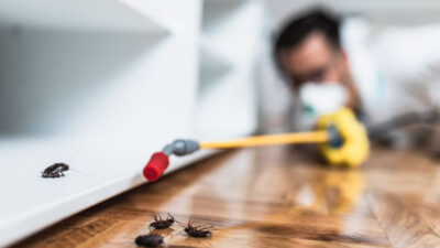 Top Signs Of Pest Trouble