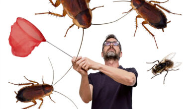 a humane blueprint for low impact household pest control