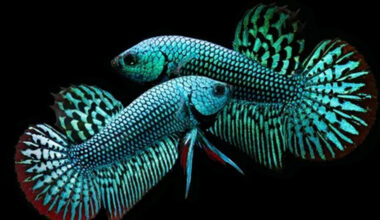 beyond the glass how wild bettas live breathe and survive