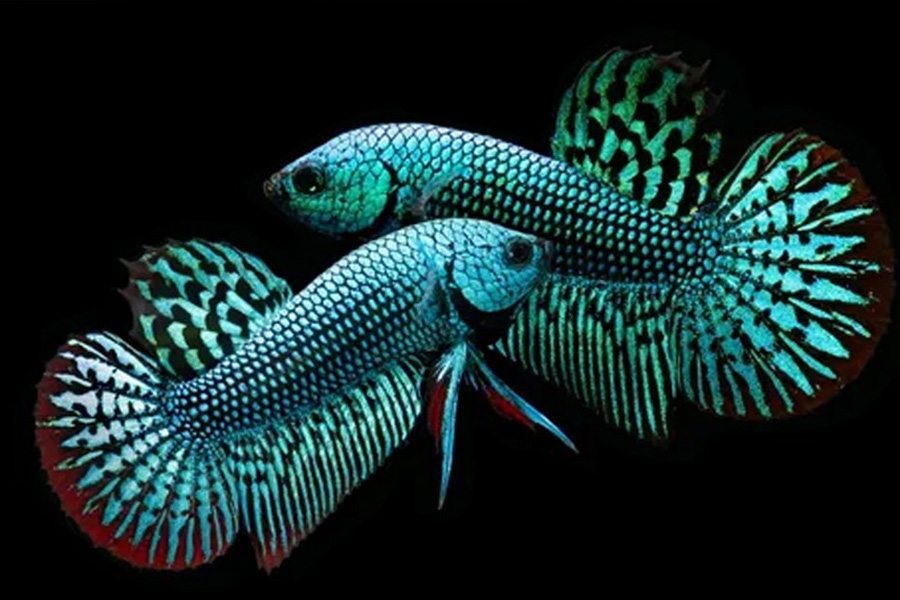beyond the glass how wild bettas live breathe and survive