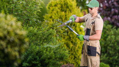 Comprehensive Tree Care Guide for Albany NY Homeowners