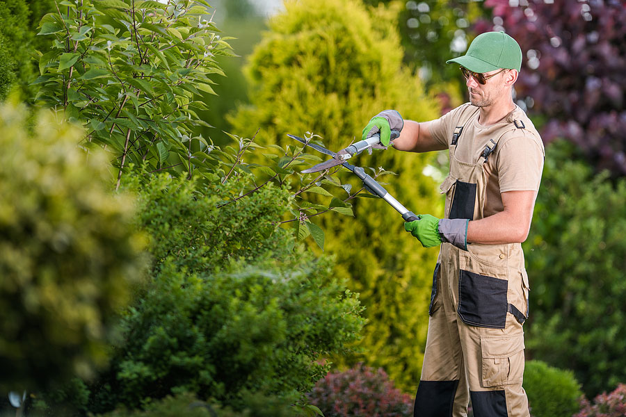 Comprehensive Tree Care Guide for Albany NY Homeowners