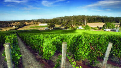 Exploring the Excellence of Dalrymple Winery