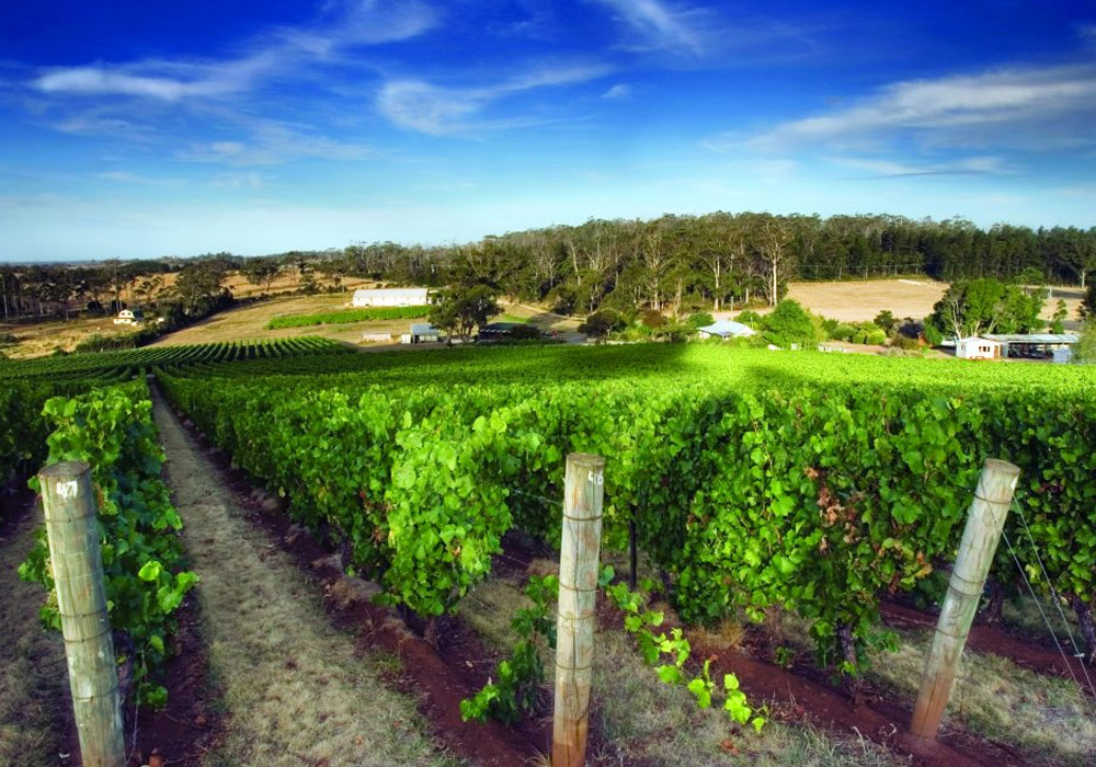 Exploring the Excellence of Dalrymple Winery