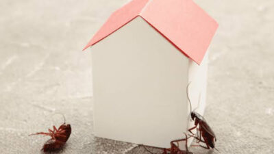 How to Deal With Common Household Pests Prevention and Solutions