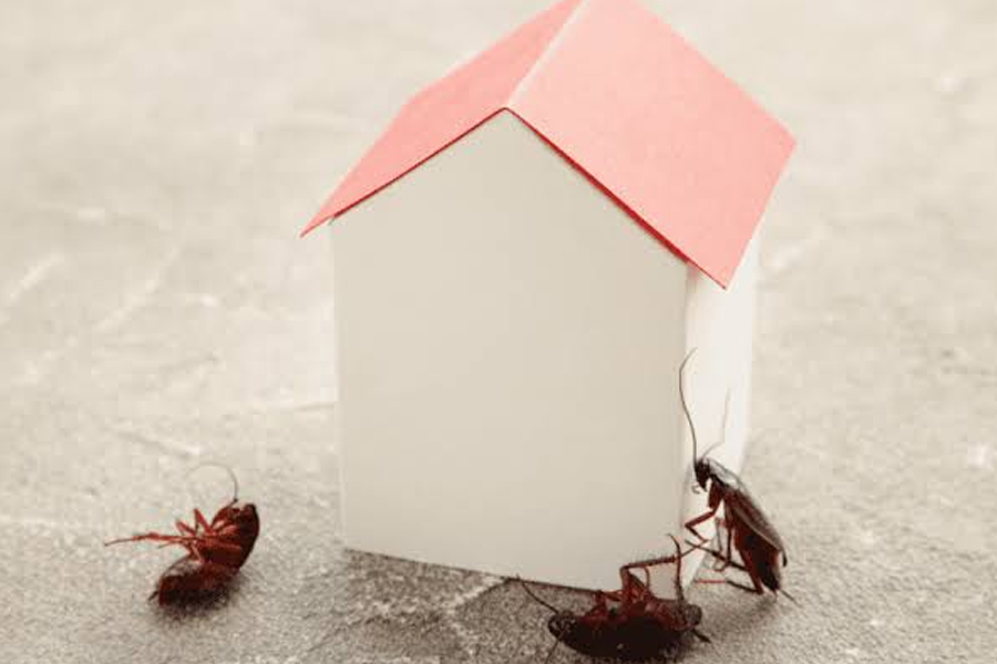 How to Deal With Common Household Pests Prevention and Solutions