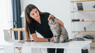 How to Keep Your Cat Happy and Comfortable While Youre Away