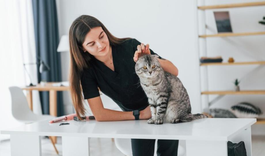 How to Keep Your Cat Happy and Comfortable While Youre Away