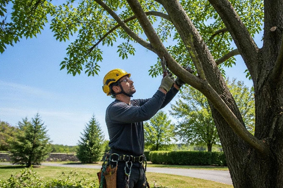 How to Prepare Your Trees for Storm Season Essential Steps for Homeowners