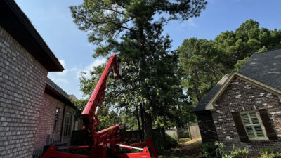 Safe Tree Removal Practices for Homeowners in Jackson MS
