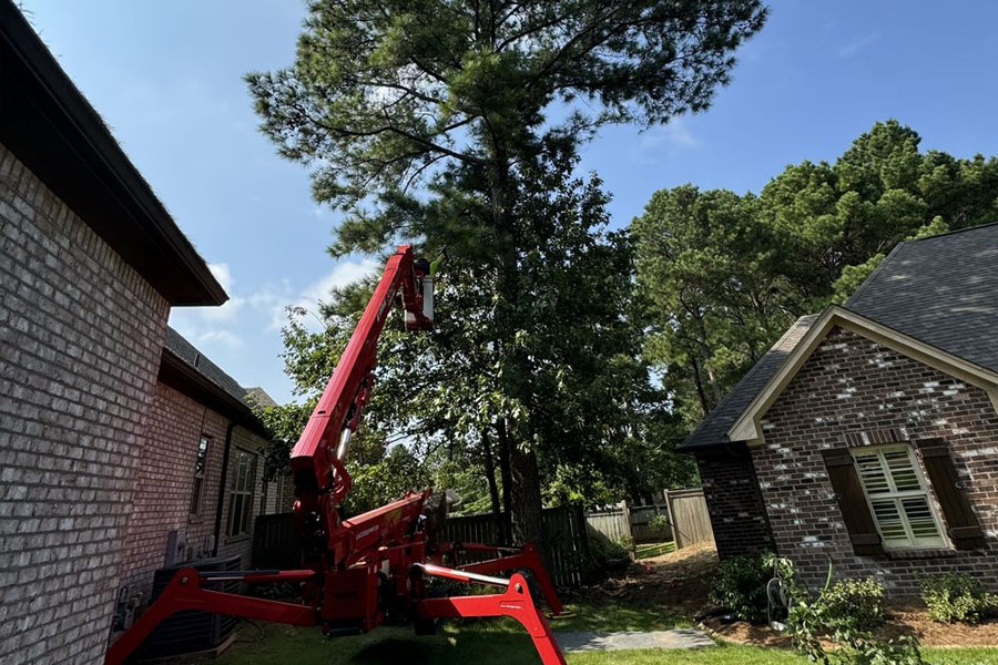 Safe Tree Removal Practices for Homeowners in Jackson MS
