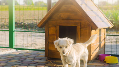 Signs of a Great Dog Boarding Facility