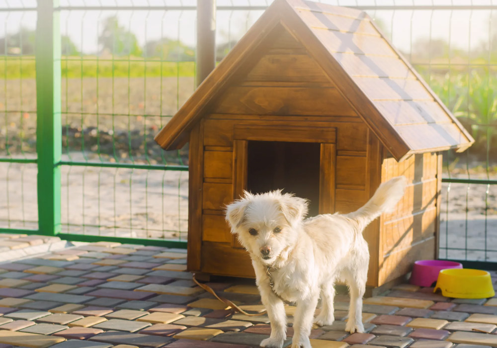 Signs of a Great Dog Boarding Facility