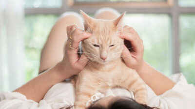 What Changes in Behavior Could Mean Your Senior Cat Needs Brain Support