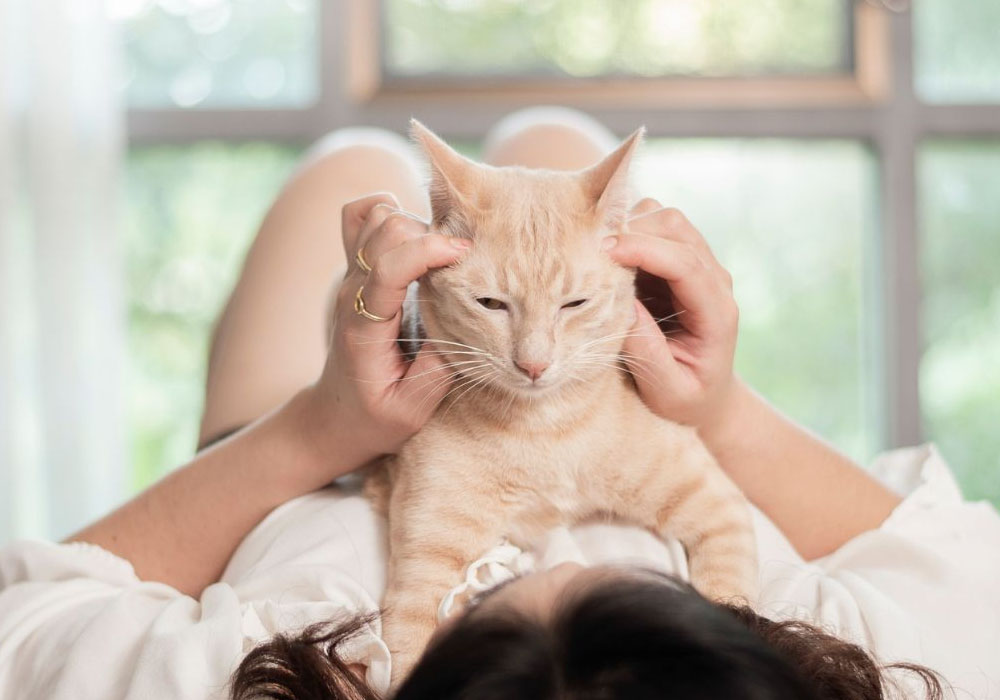 What Changes in Behavior Could Mean Your Senior Cat Needs Brain Support