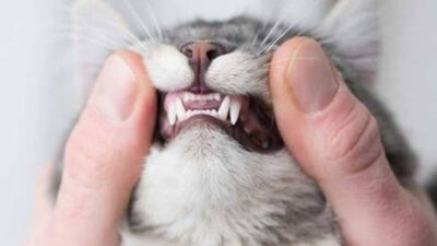 Essential Pet Dental Care Tips for Healthy Smiles