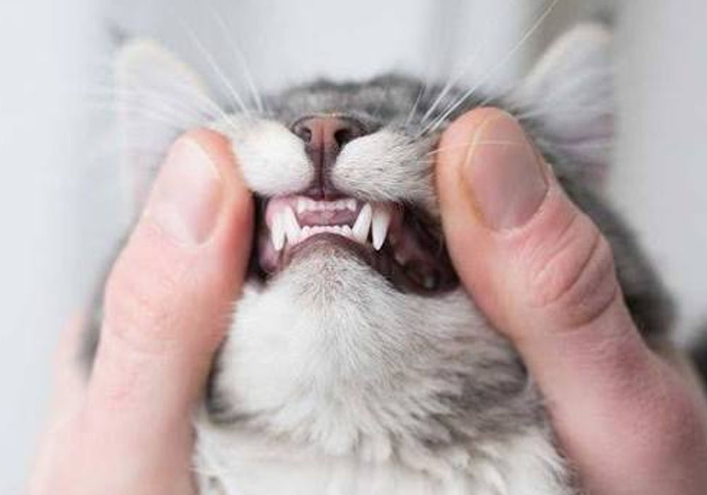 Essential Pet Dental Care Tips for Healthy Smiles