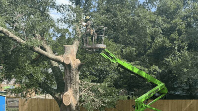 Top Rated Tree Services in Pace Florida Why Trees Stands Out for Residents and Businesses