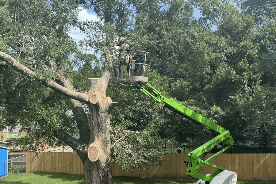 Top Rated Tree Services in Pace Florida Why Trees Stands Out for Residents and Businesses