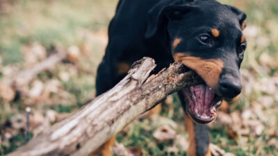 Why Dog Owners Should Rethink Their Liability Insurance Coverage