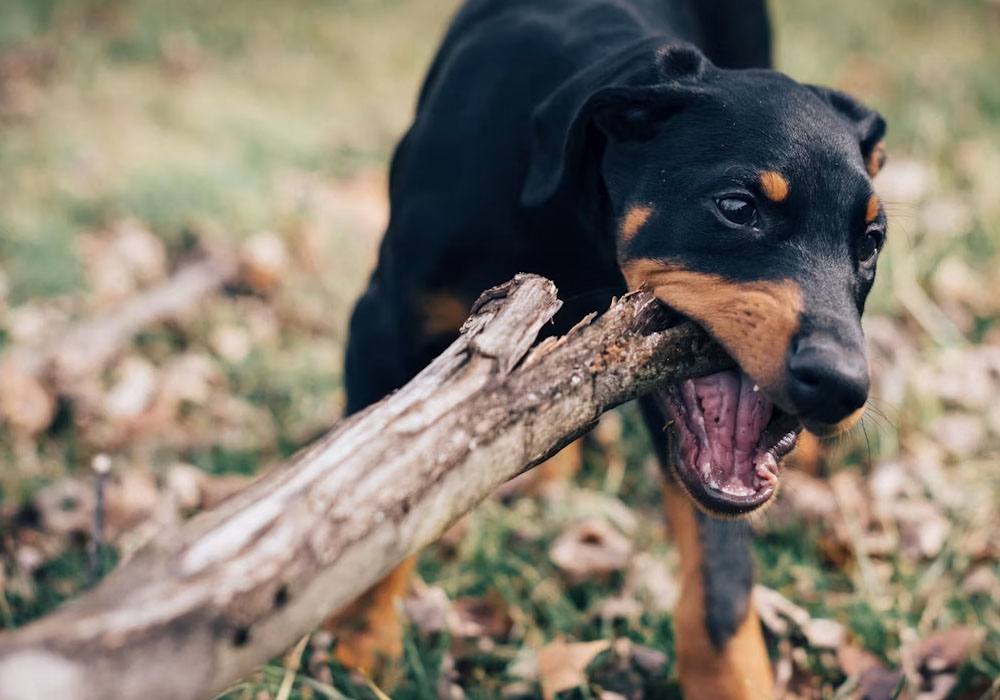 Why Dog Owners Should Rethink Their Liability Insurance Coverage