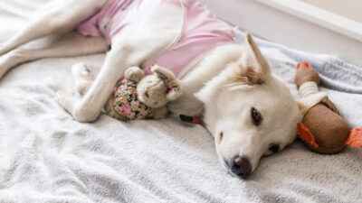5 Post Surgery Recovery Tips Your Vet Wants You To Follow