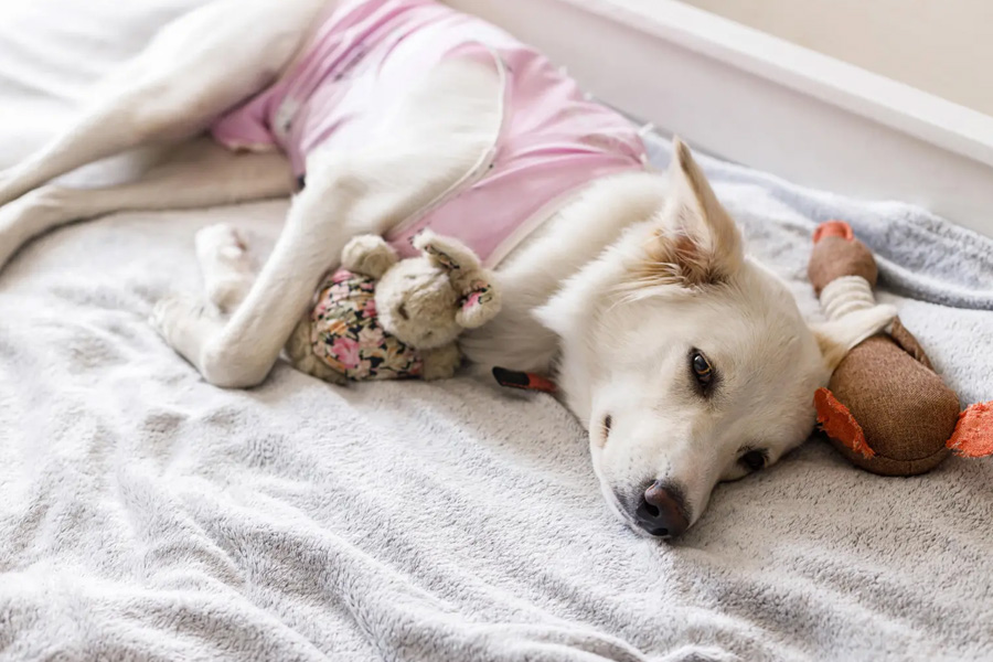 5 Post Surgery Recovery Tips Your Vet Wants You To Follow