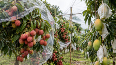Protecting The Mango And Litchi Harvest