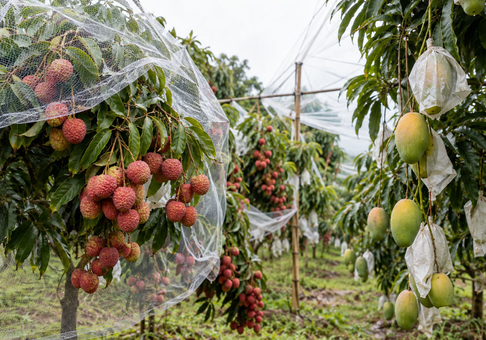 Protecting The Mango And Litchi Harvest