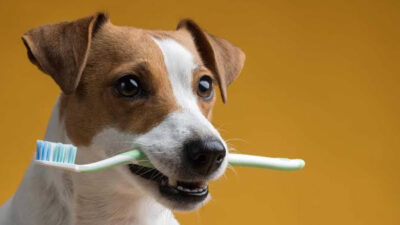 The Link Between Dental Health And Overall Pet Wellness