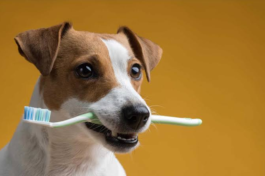 The Link Between Dental Health And Overall Pet Wellness